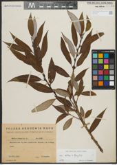 Foto von Salix alba L. x Salix fragilis L.